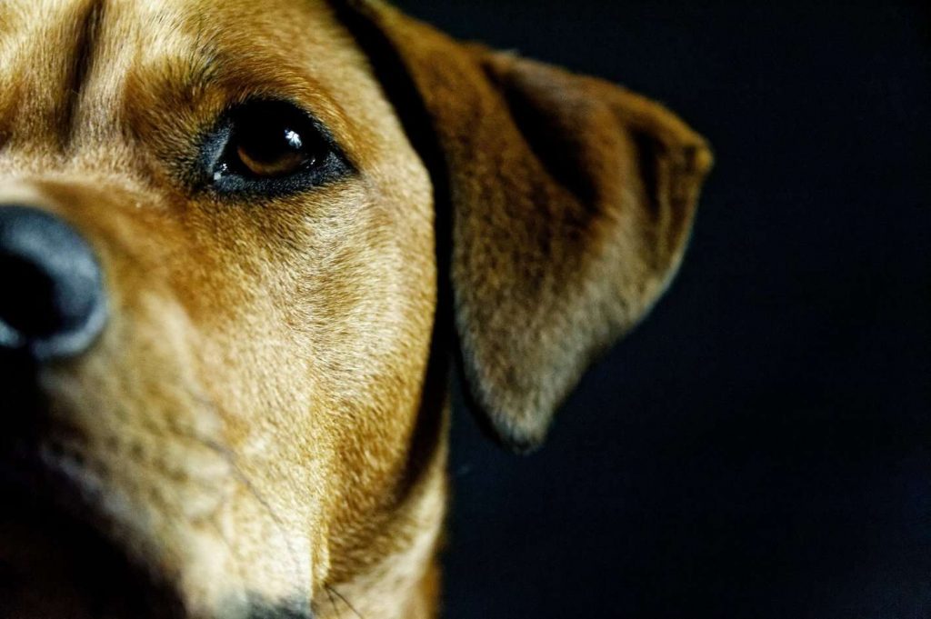 zg38QmPJSH-IXjwGIRihdg